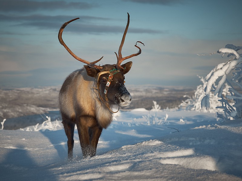 Открытие нового терминала аэропорта Мурманск